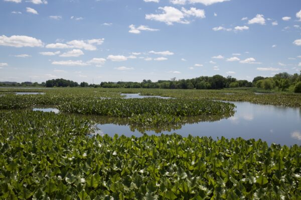 2019: The John Heinz Wildlife Refuge protects the remaining 200 acres of Eastwick’s marshland.