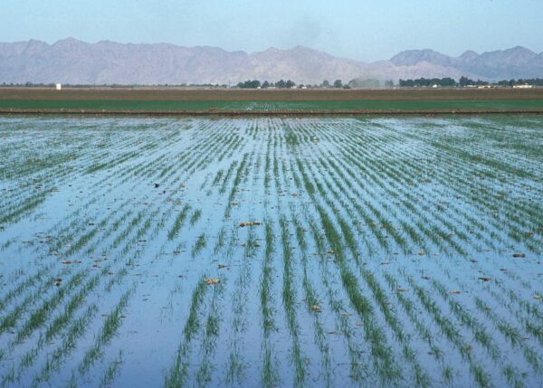 Flood irrigation in Yuma: Flooding fields has long been a common method of watering crops in the American west