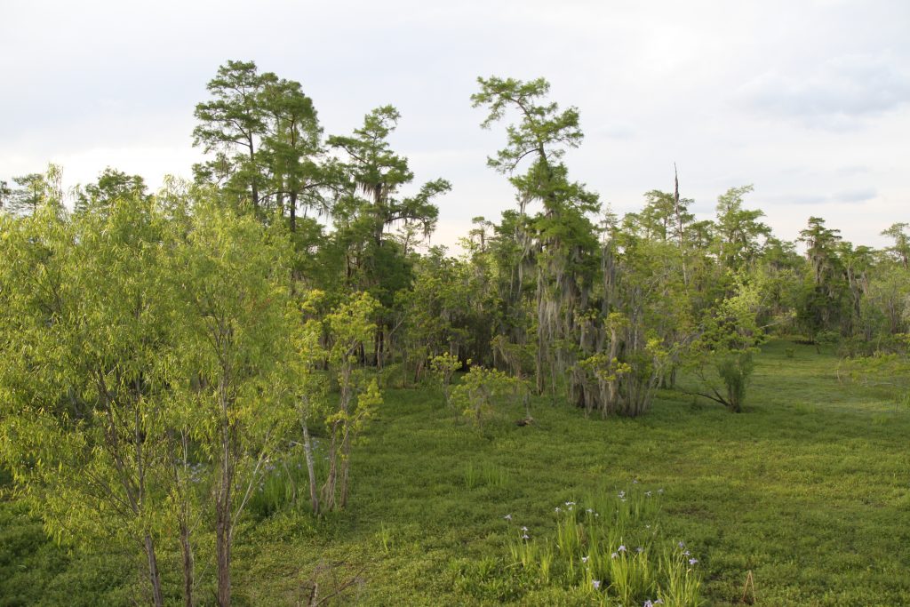 2019: Cypress Swamp near Destrehan, LA.